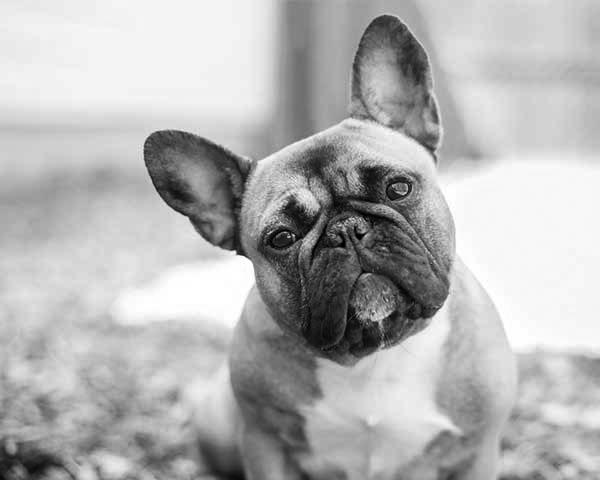 French Bulldog Insurance | Dog Breed Guide | Sainsbury's Bank