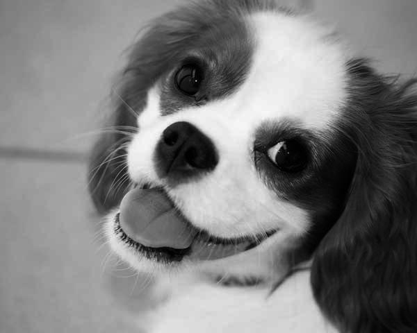 Are Cavalier King Charles Spaniels Hyper? Breed Facts