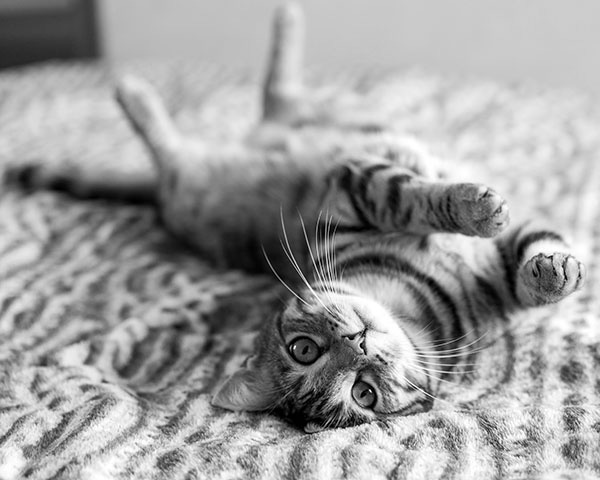 browse cat insurance guides