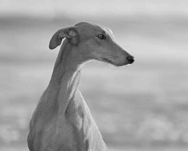 Greyhound 