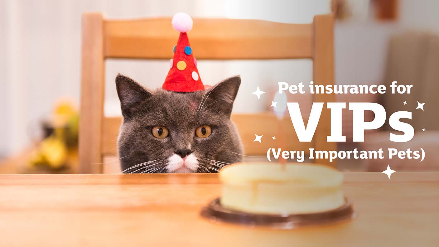 Pet insurance for VIPs (Very Important Pets)