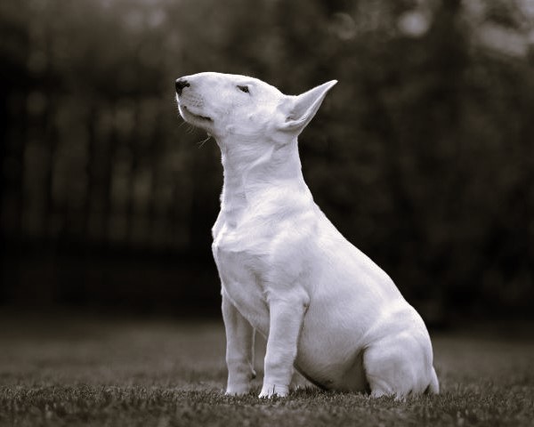 Bull Terrier dog