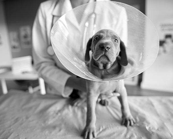 Pet insurance vs self insuring