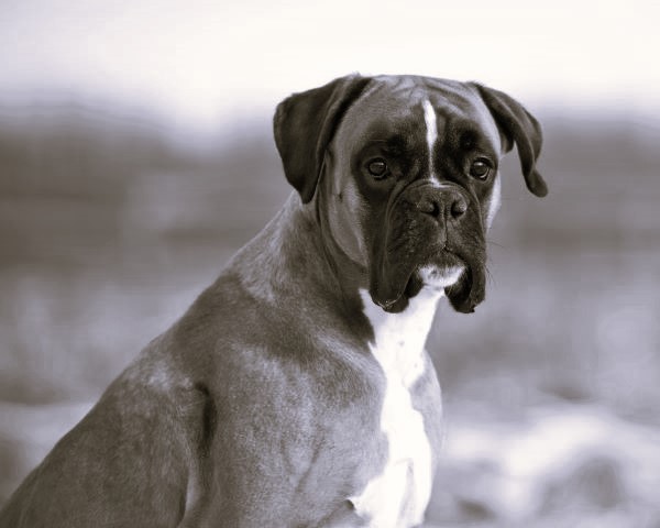 Boxer dog