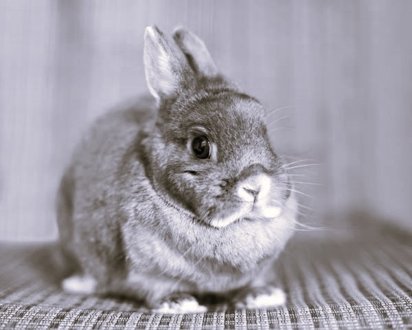 Netherland Dwarf