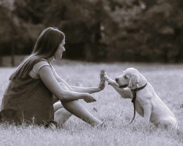 How to train dogs and puppies