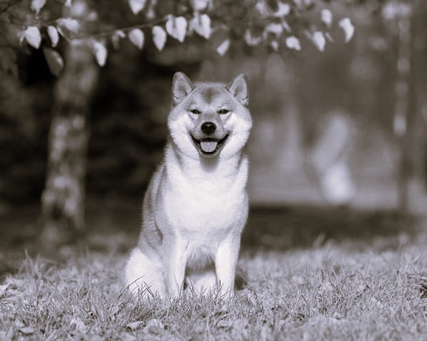 Shiba Inu