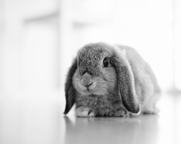 explore rabbit breed guides