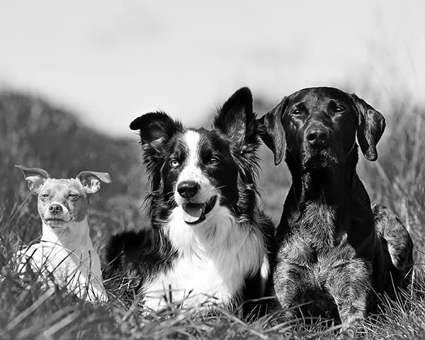 Indoor games for dogs and puppies