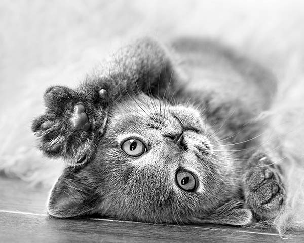Creating a pet-friendly home Creating a pet-friendly home